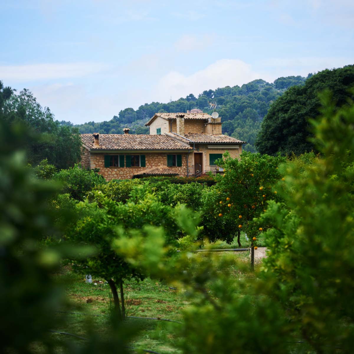 Gebäude der Orangen-Plantage Ecovinyassa in Mallorca.