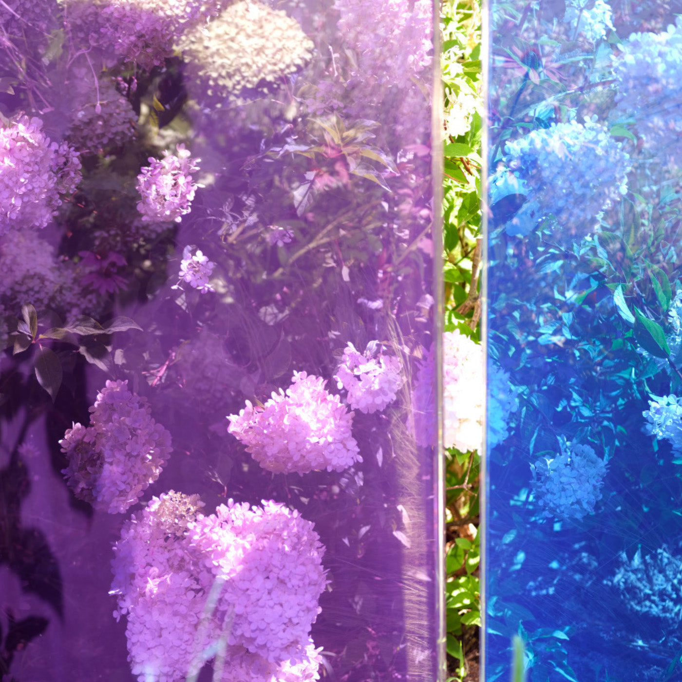 Durchlässiges violettes und blaues Glaselement im Garten, durch das Stauden dahinter zu sehen sind.