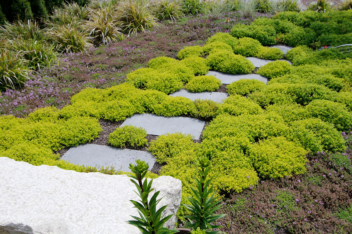 weg in einem modernen garten mit bepflanzung