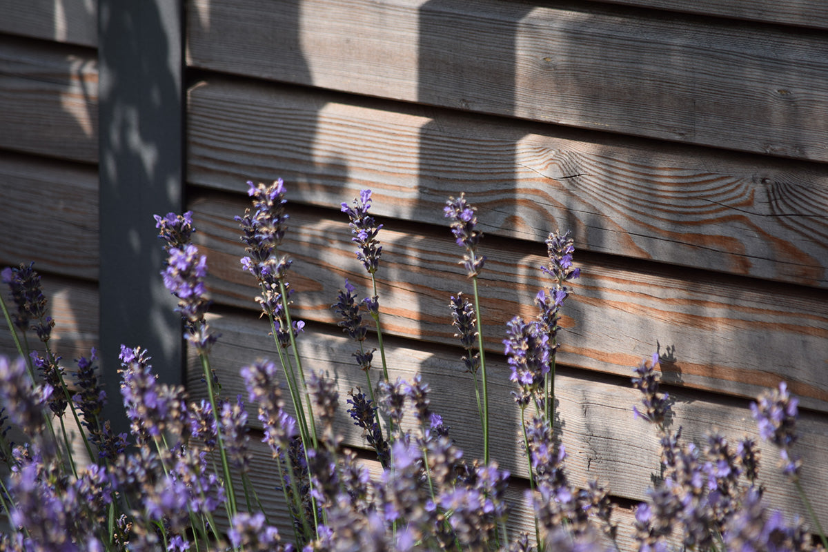 pflanzen vor einem holzzaun